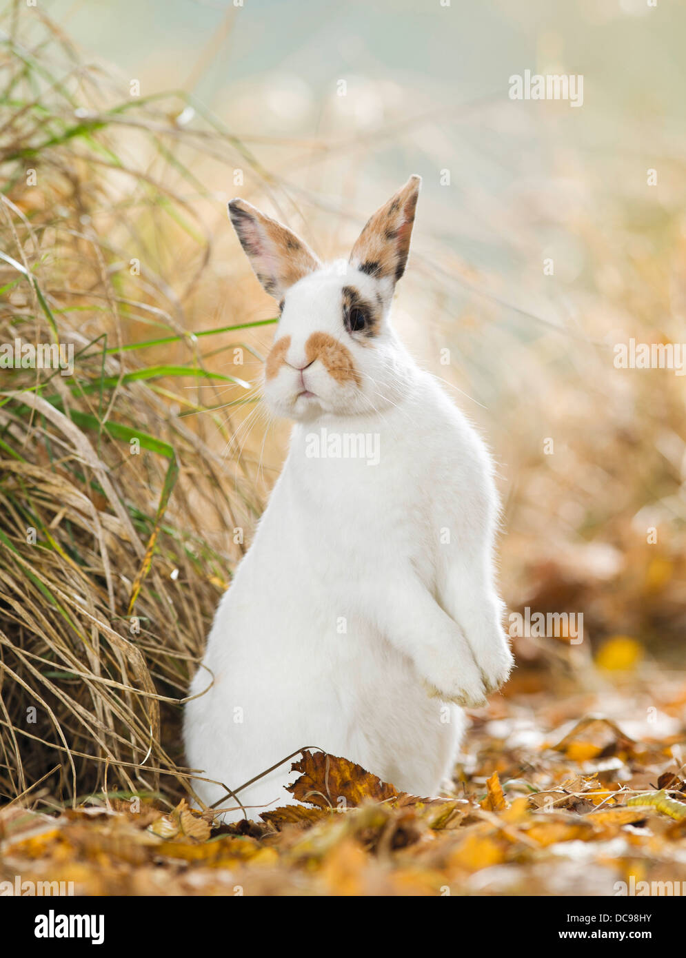 Netherland Dwarf Rabbit seduta sulle zampe posteriori a secco di foglie di autunno Foto Stock