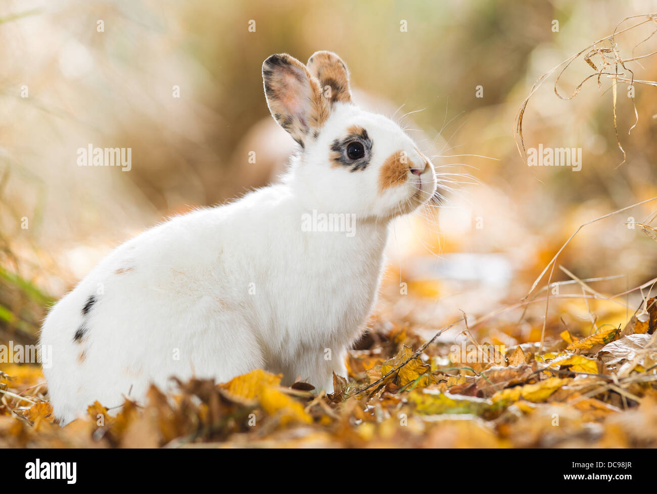 Netherland Dwarf Rabbit seduta a secco di foglie di autunno Foto Stock