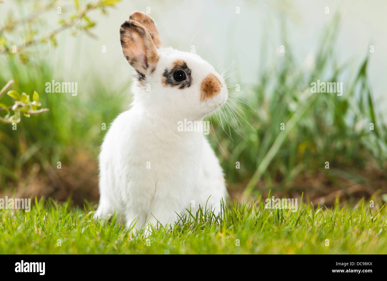 Netherland Dwarf Rabbit in erba Foto Stock