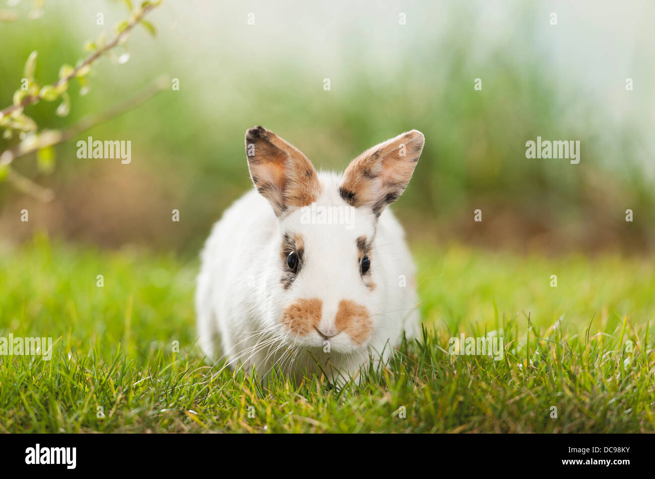 Netherland Dwarf Rabbit in erba Foto Stock