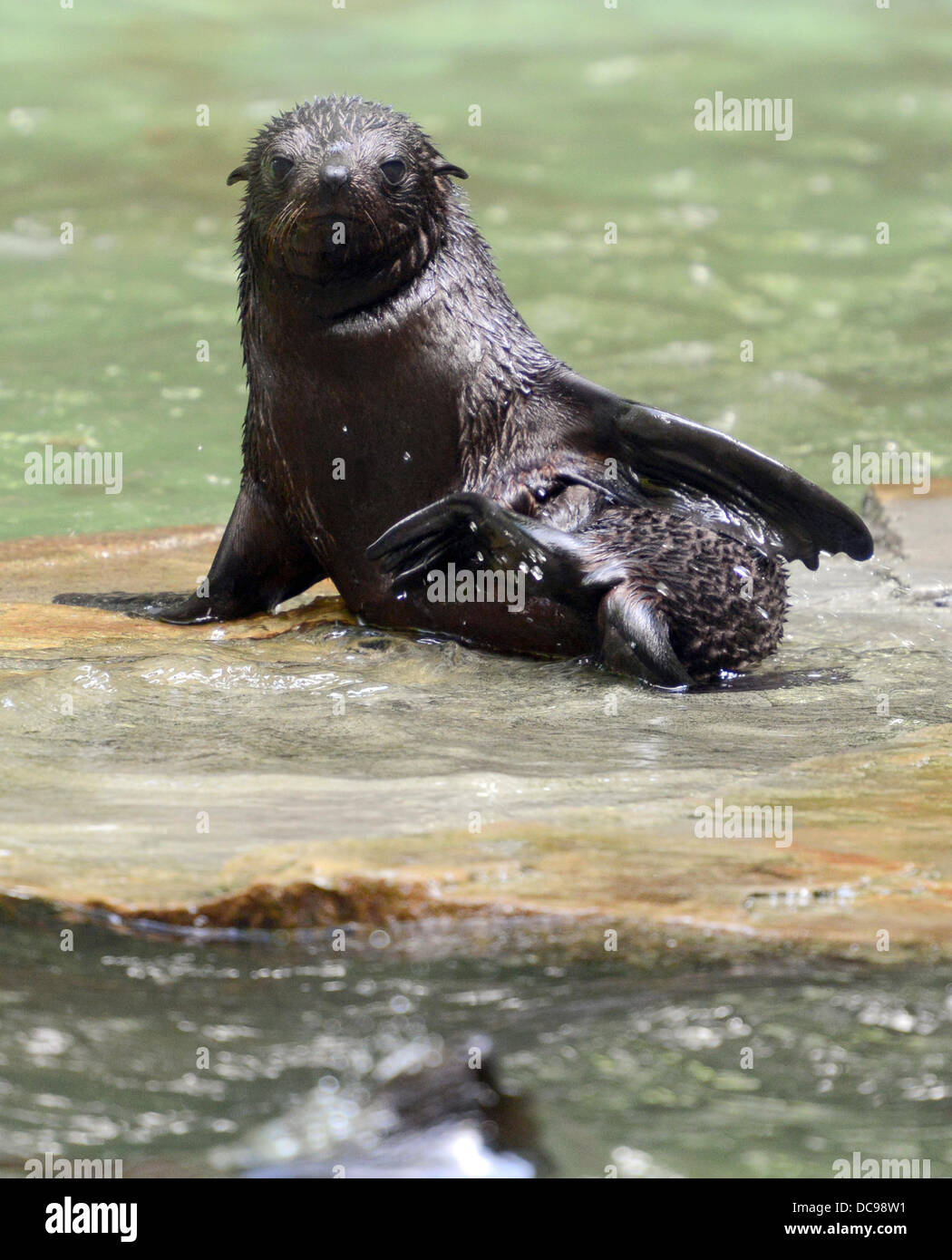 Una giovane donna sud americana di pelliccia sigillo si siede nel proprio recinto presso lo Zoo di Dortmund a Dortmund, Germania, il 13 agosto 2013. Due Aouth American le foche sono nati 20 giorni di distanza nel luglio 2013. Foto: CAROLINE SEIDEL Foto Stock