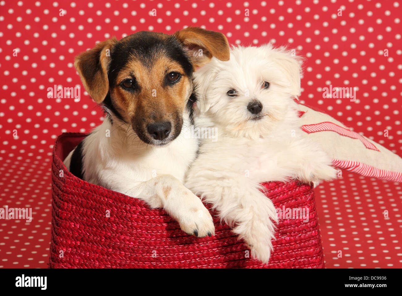 Jack Russell Terrier e il maltese cucciolo giacente in un cestello di fronte a uno sfondo rosso con il bianco a pois Foto Stock