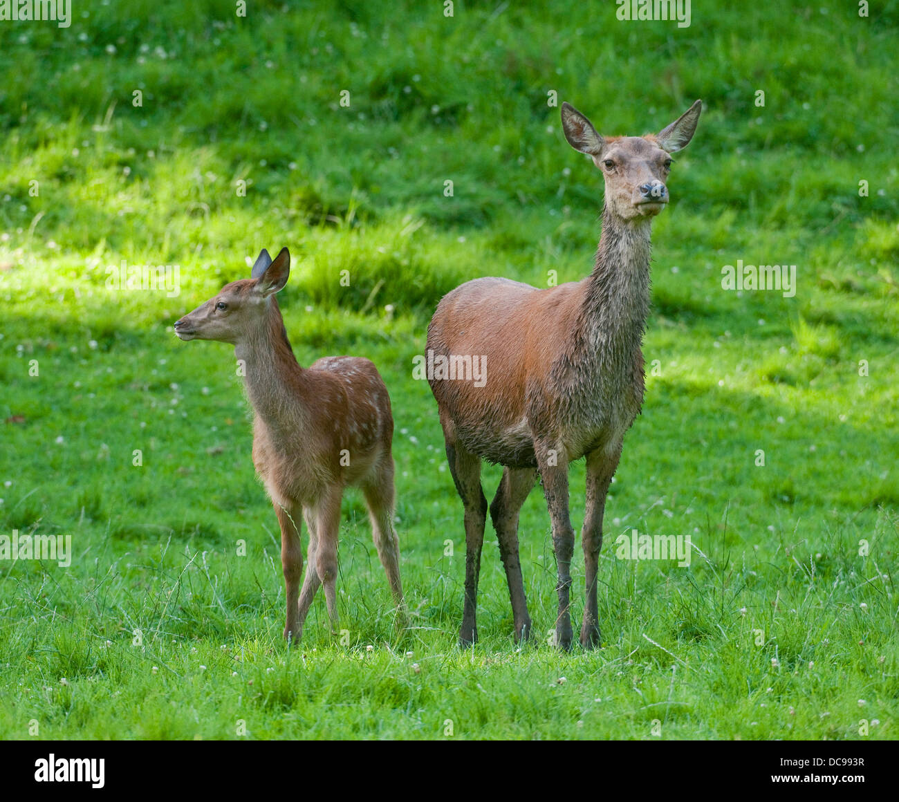 Il cervo (Cervus elaphus), hind e fawn in piedi su un prato, captive Foto Stock