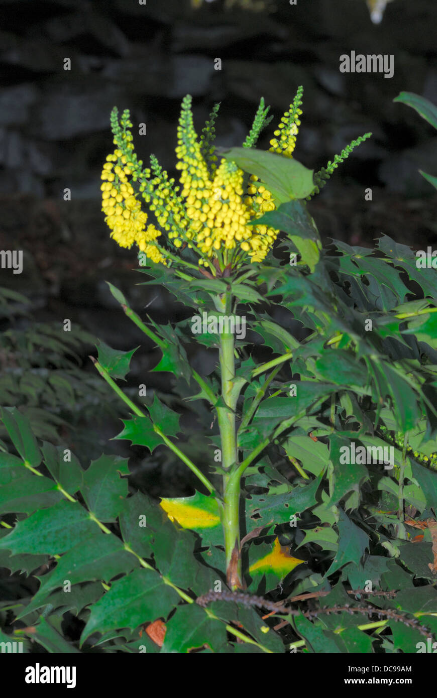 Beaumont Park Gardens Huddersfield Foto Stock