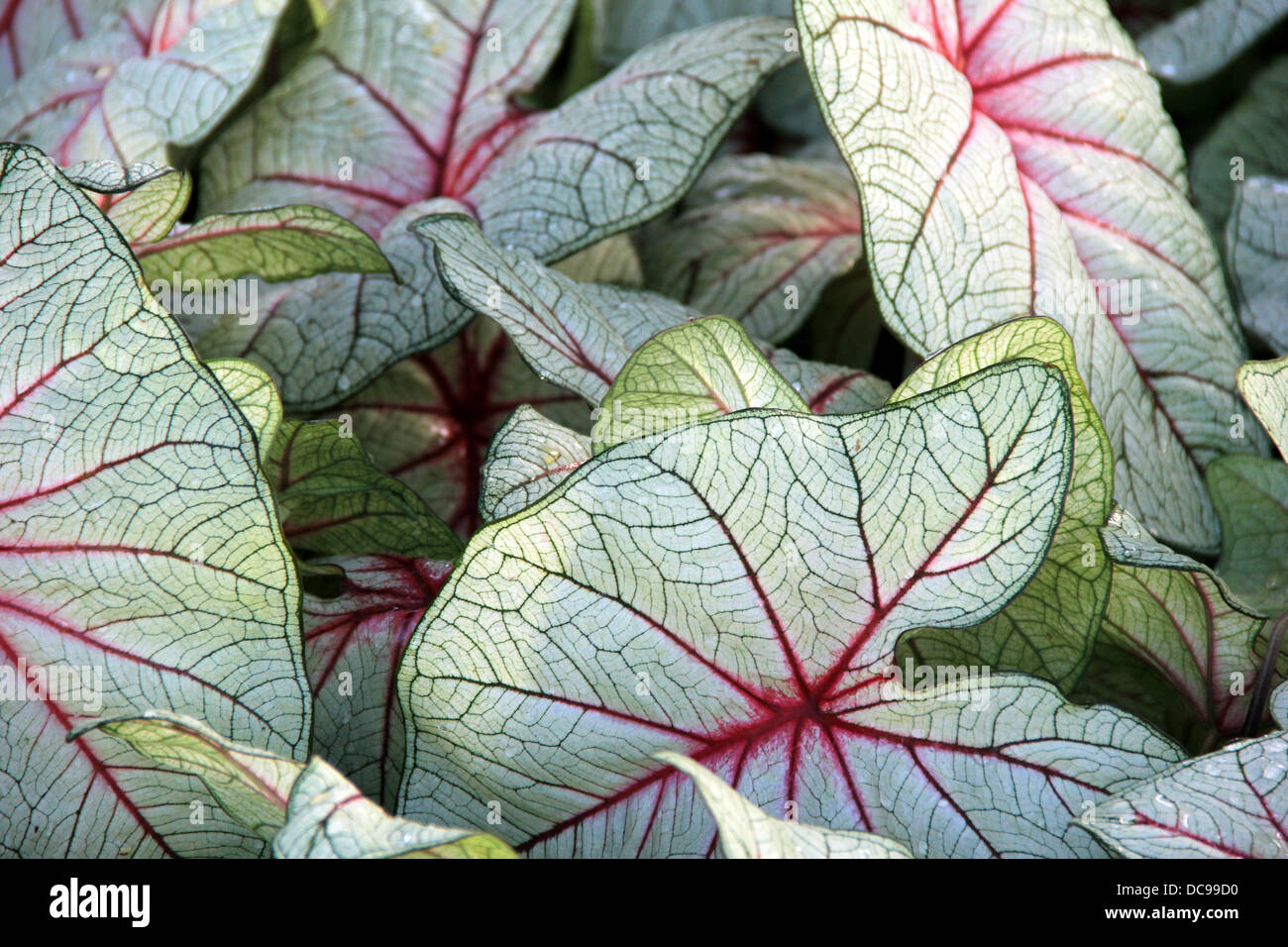 Foglie colorate di lussureggianti piante in giardino paesaggistico, con dettaglio di linee a motivi geometrici in esecuzione durante ciascuna foglia. Foto Stock