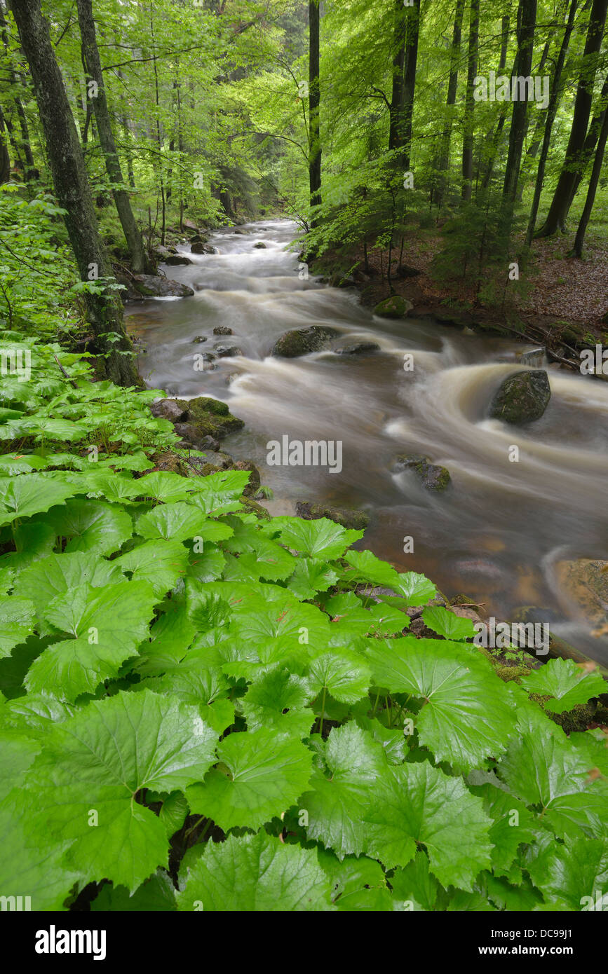 L'acqua che scorre su pietre e rocce in un torrente di montagna, il corso del fiume Ilse Foto Stock