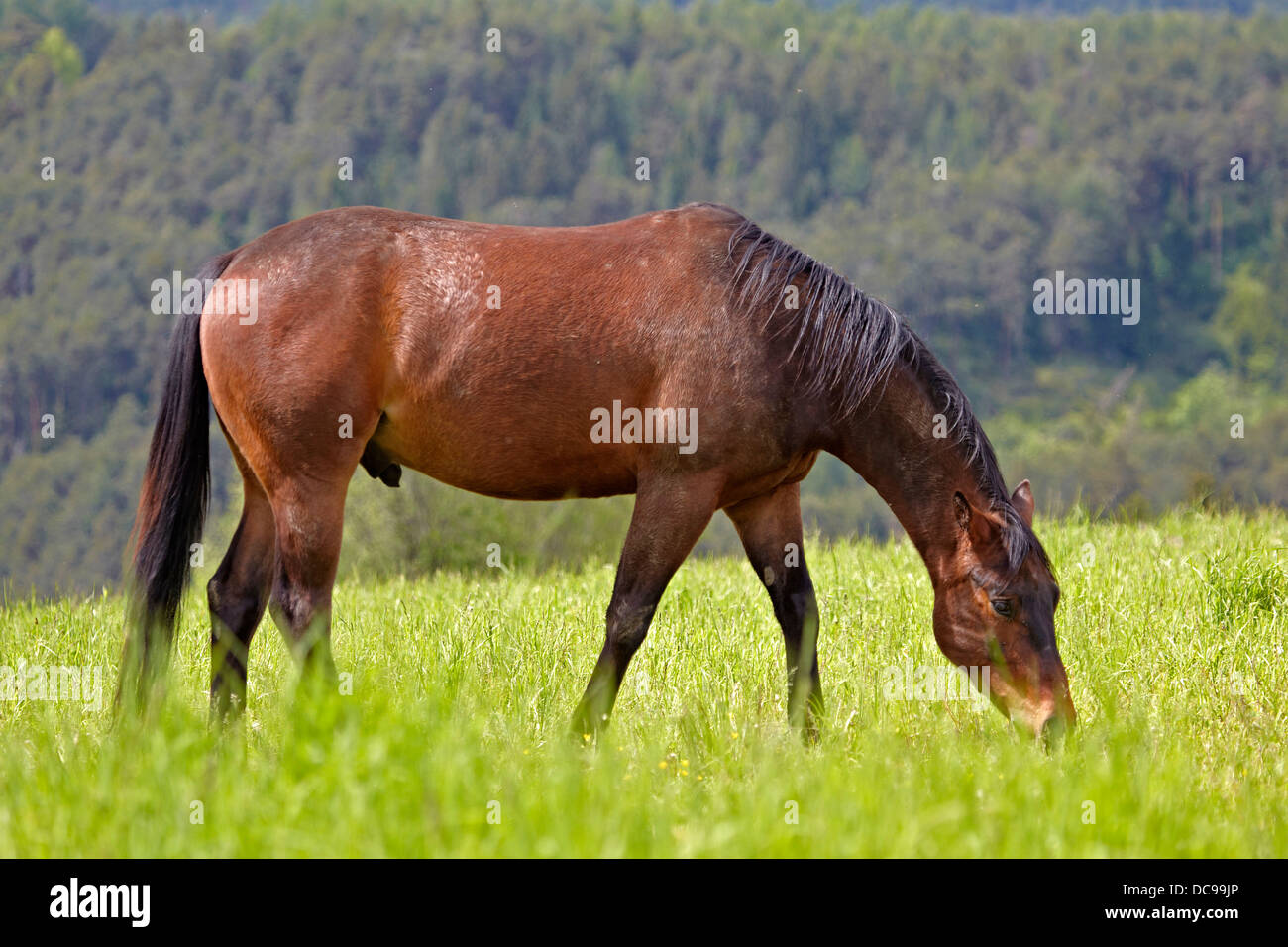 Cavallo su un pascolo Foto Stock