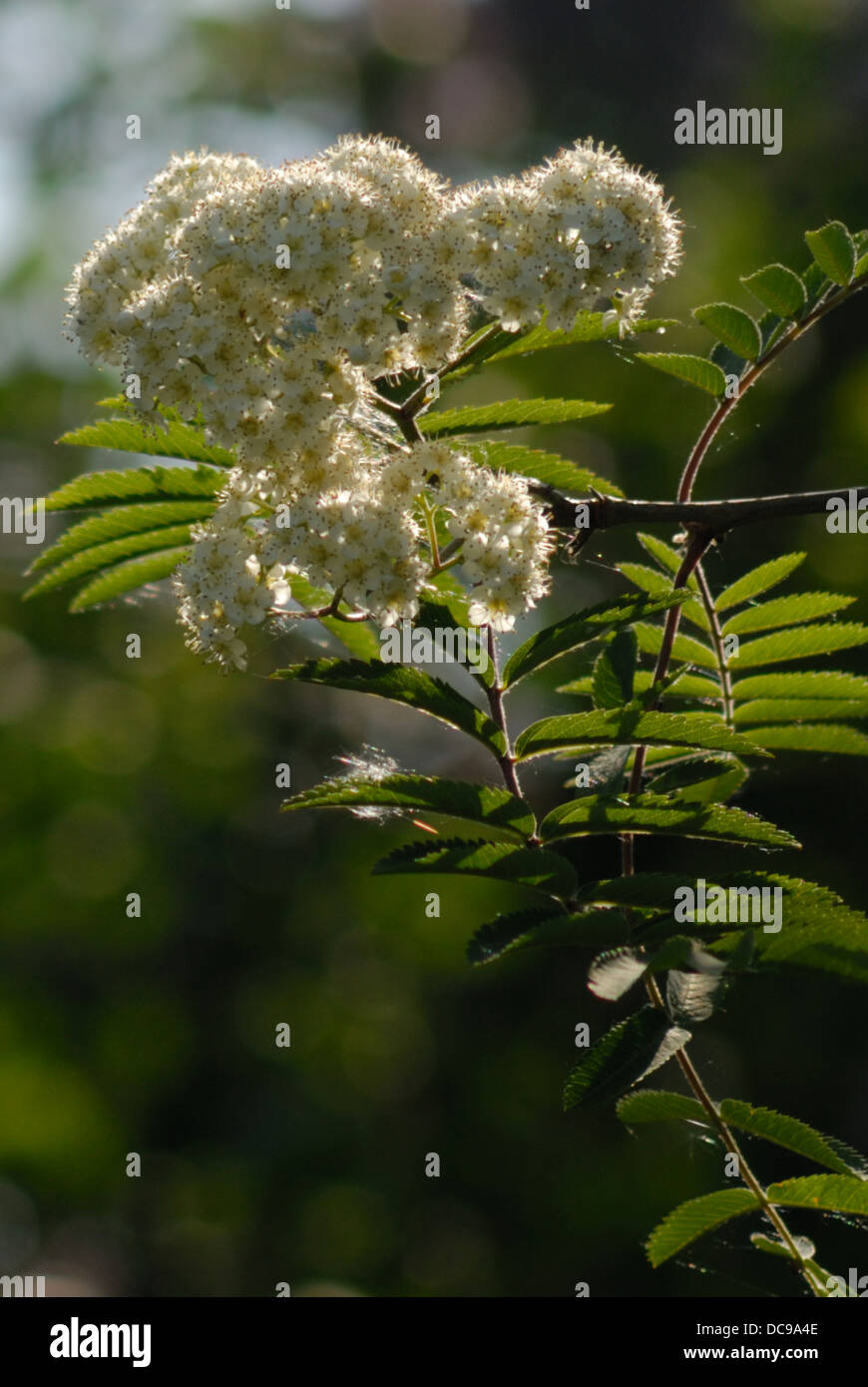 Cenere di montagna di albero in fiore e i dintorni naturali. Foto Stock