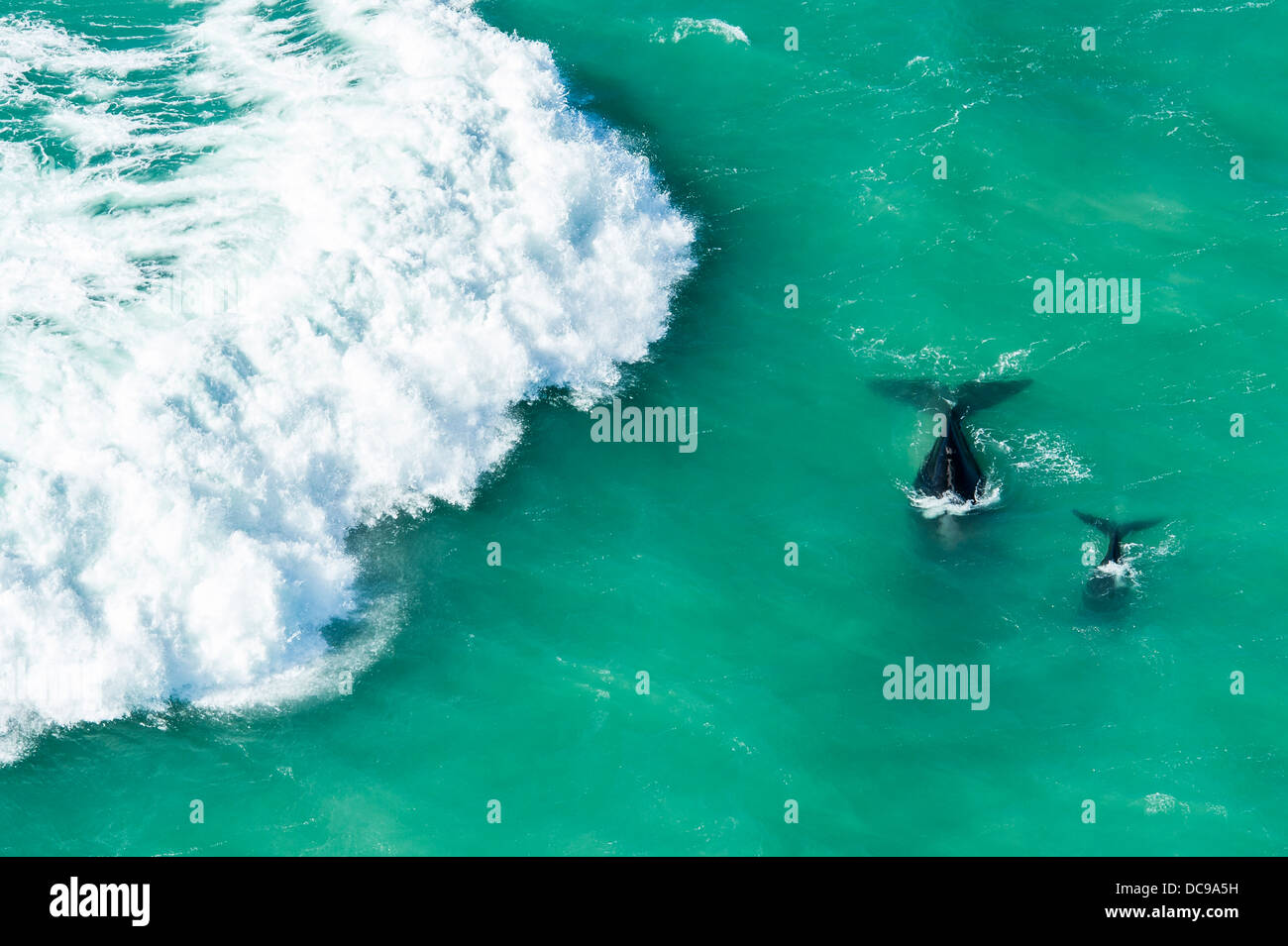 Vista aerea di balene che nuotano nell'oceano Foto Stock