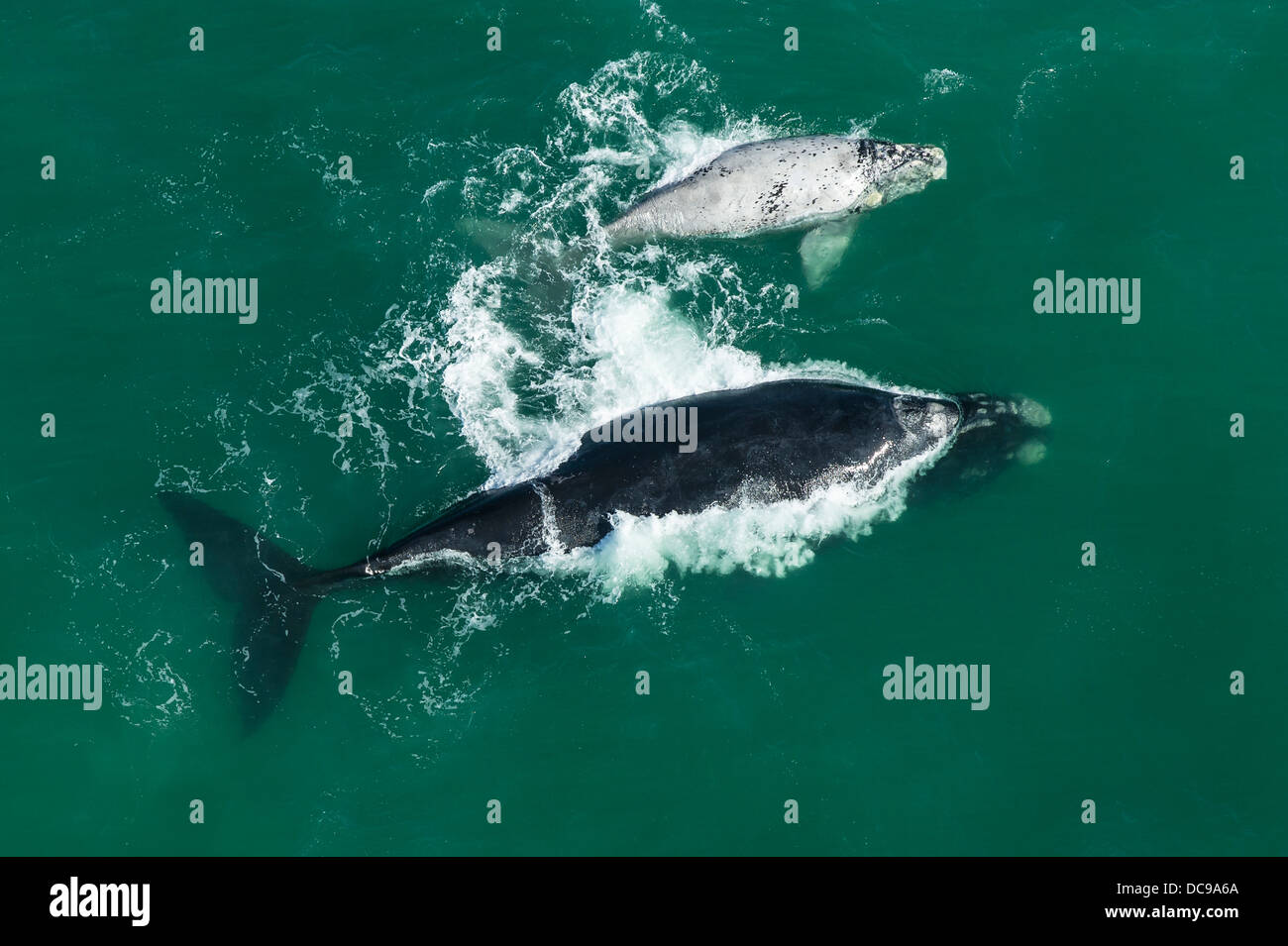 Vista aerea di balene che nuotano nell'oceano Foto Stock