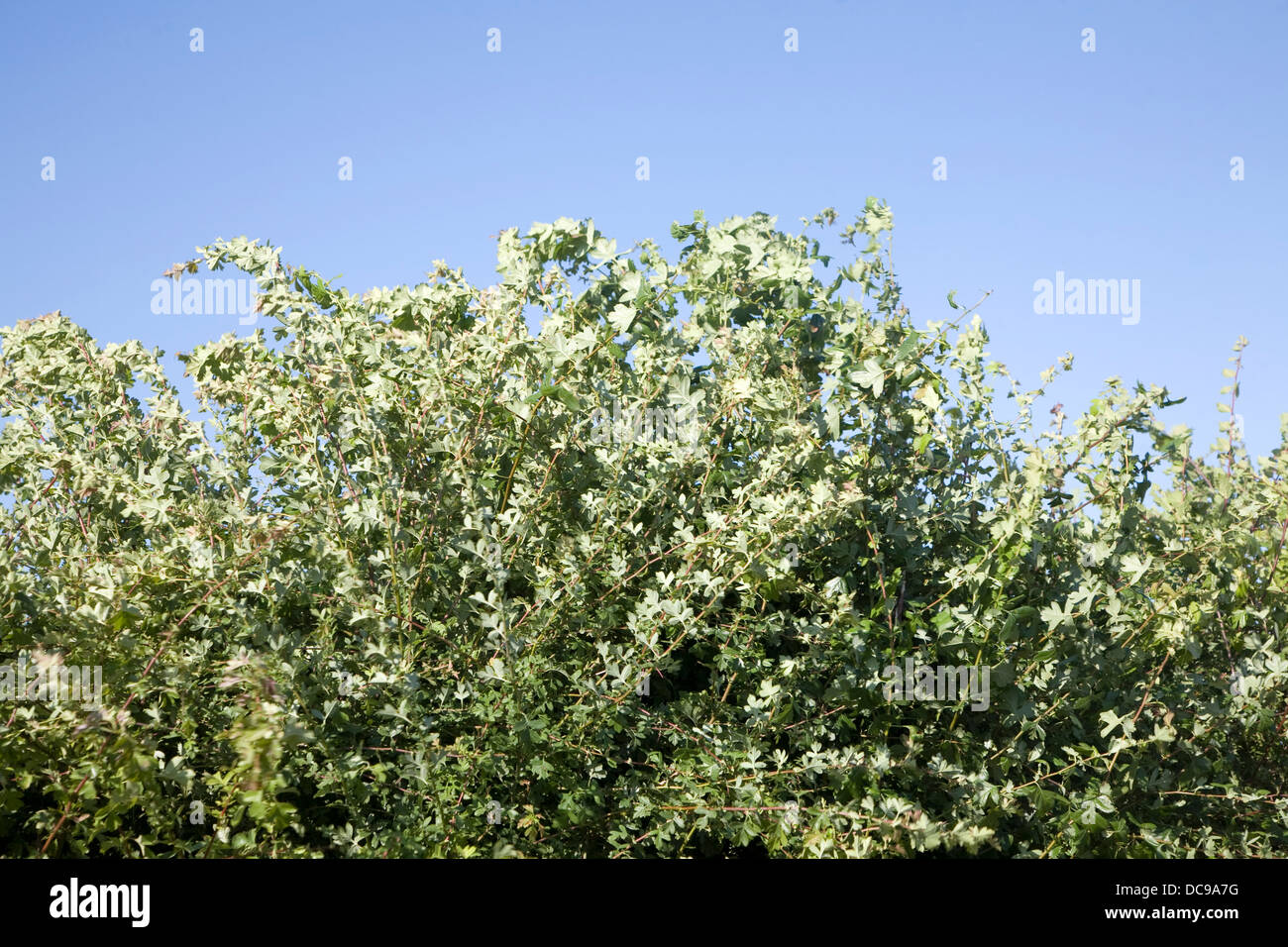 Vento forte cespugli e foglie blu cielo Foto Stock