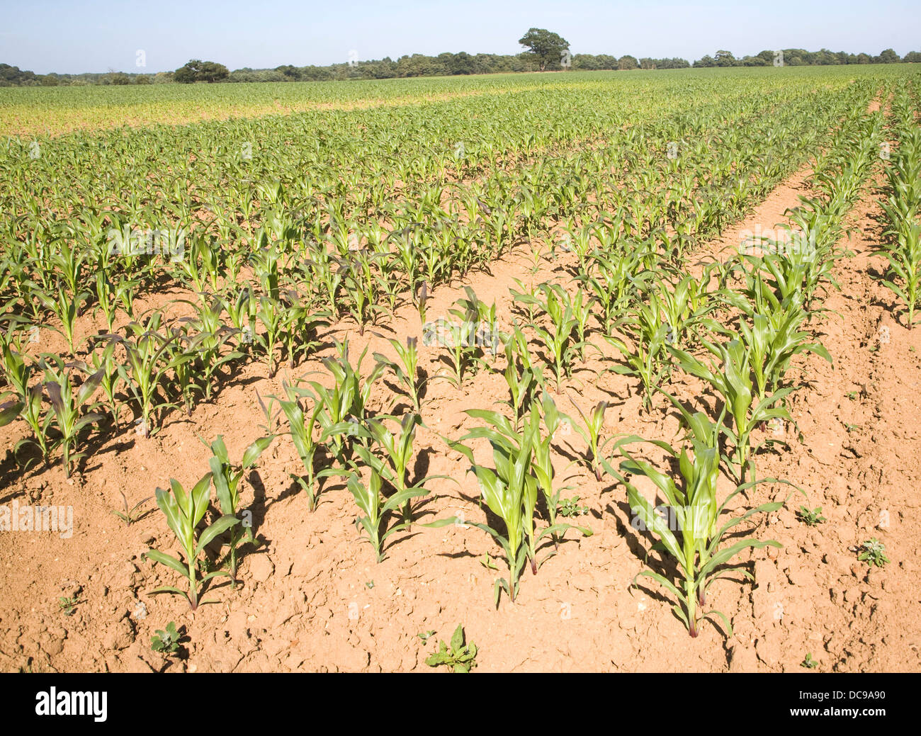 Il raccolto di mais dolce granturco crescente campo Shottisham, Suffolk, Inghilterra Foto Stock