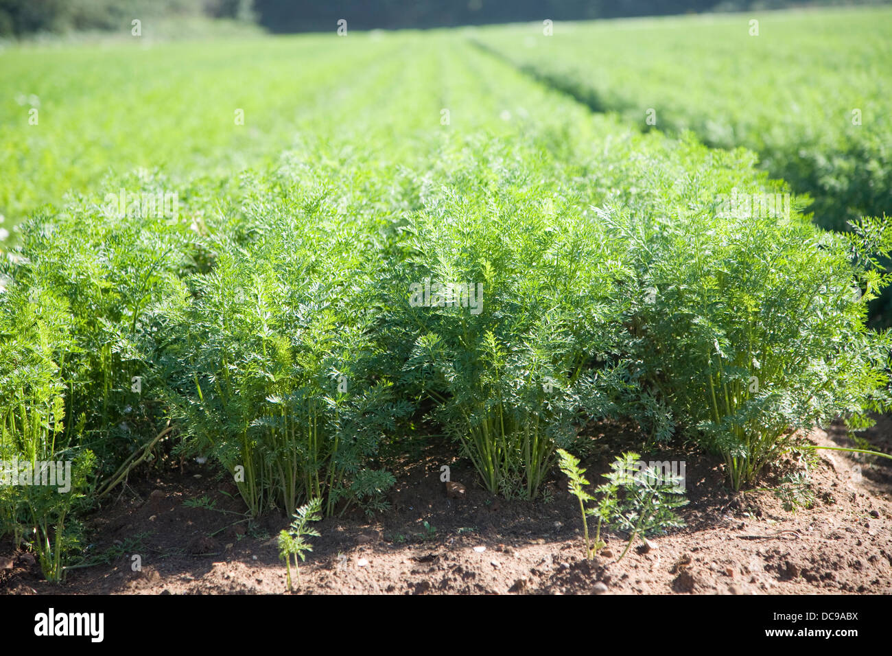 Le carote di raccolto crescente campo Shottisham, Suffolk, Inghilterra Foto Stock