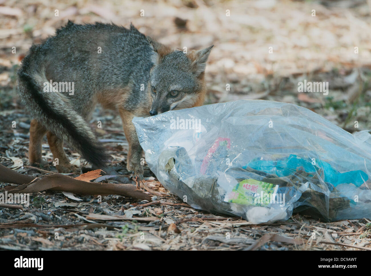 Isola di Santa Cruz (Fox Urocyon littoralis) Selvatica, endemica in California Isole del Canale, in via di estinzione Foto Stock