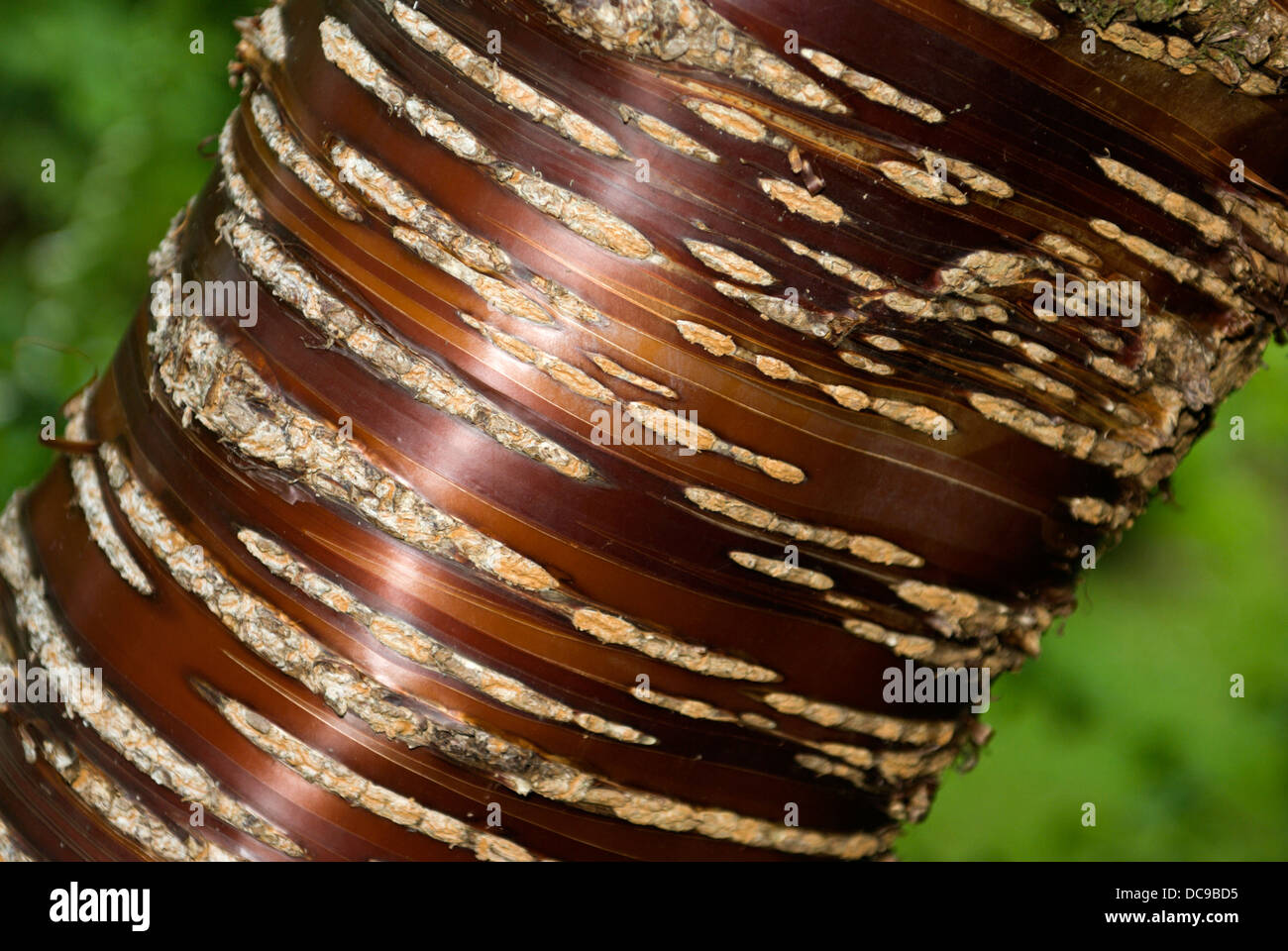 Colpisce il pattern di corteccia di Prunus serrula o ciliegio tibetano Foto Stock