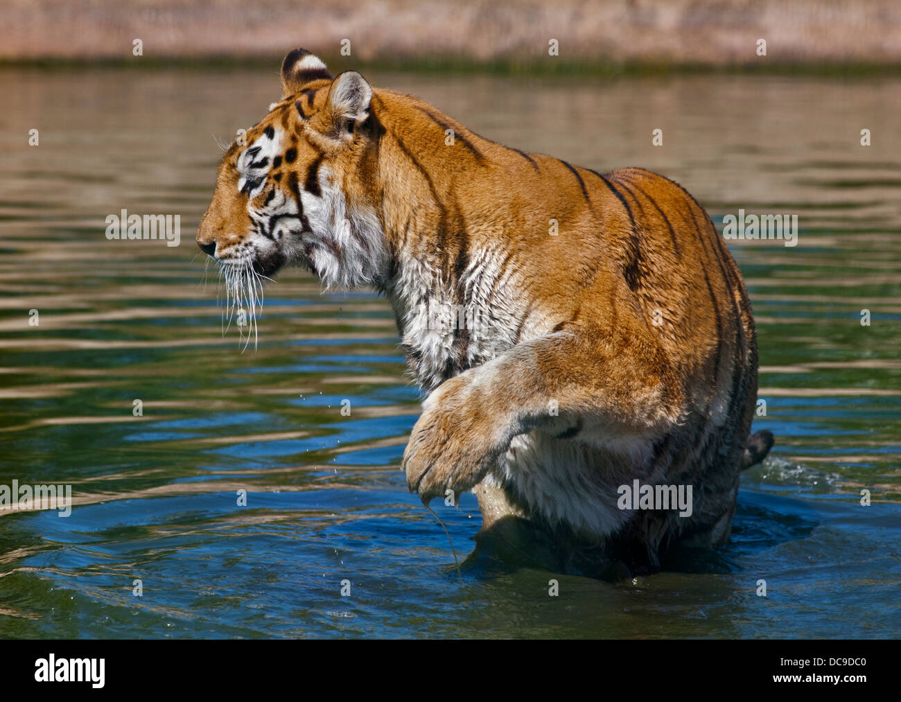 Aysha, tigre del Bengala femmina (panthera tigris tigris), Isola di Wight Zoo, Sandown, Isola di Wight in Inghilterra Foto Stock