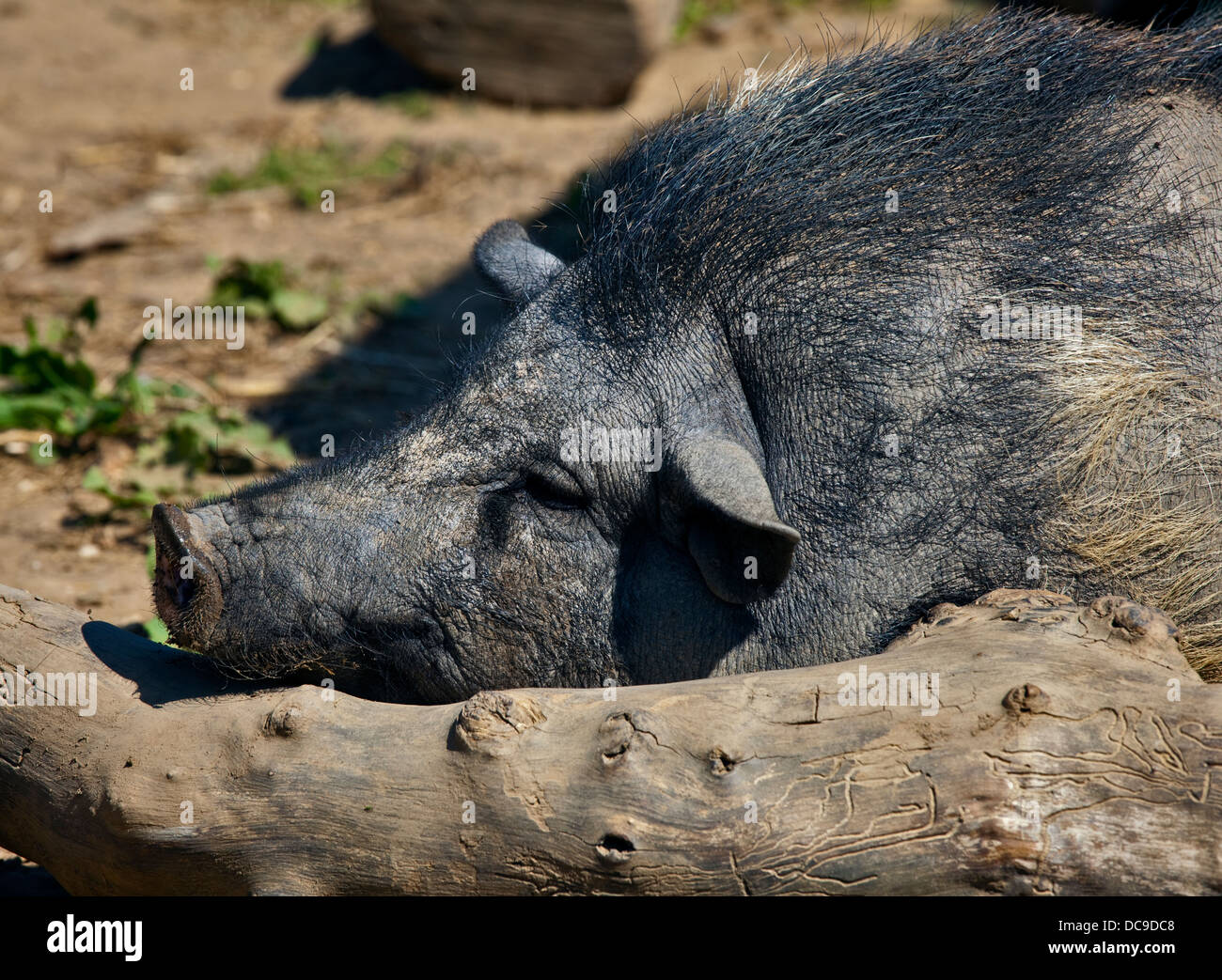 Pot vietnamita bicchiere Pig Foto Stock