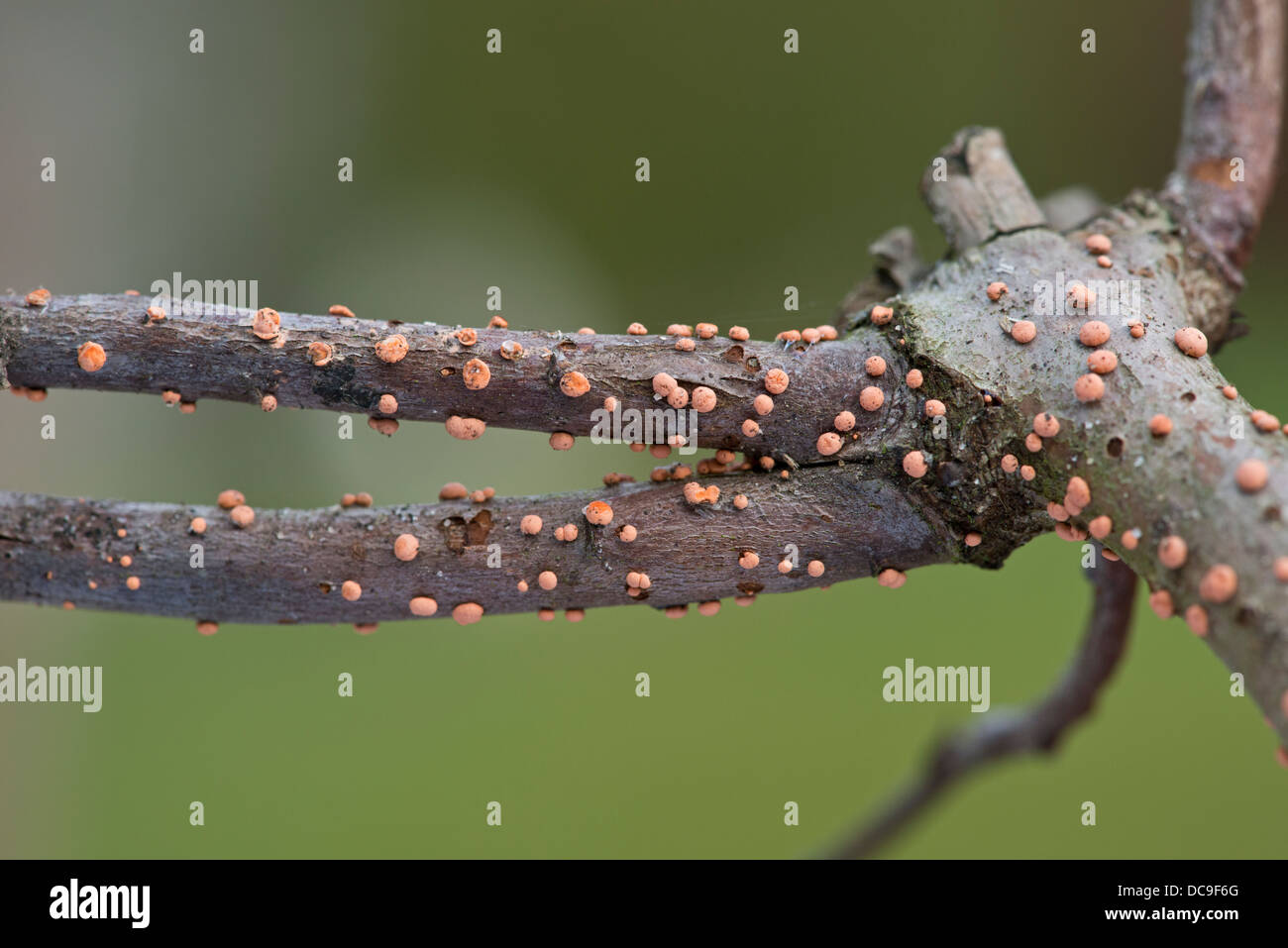 Corallo fungo Spot: Nectria cinnabarina. Sul ramo di Prugnolo. Foto Stock