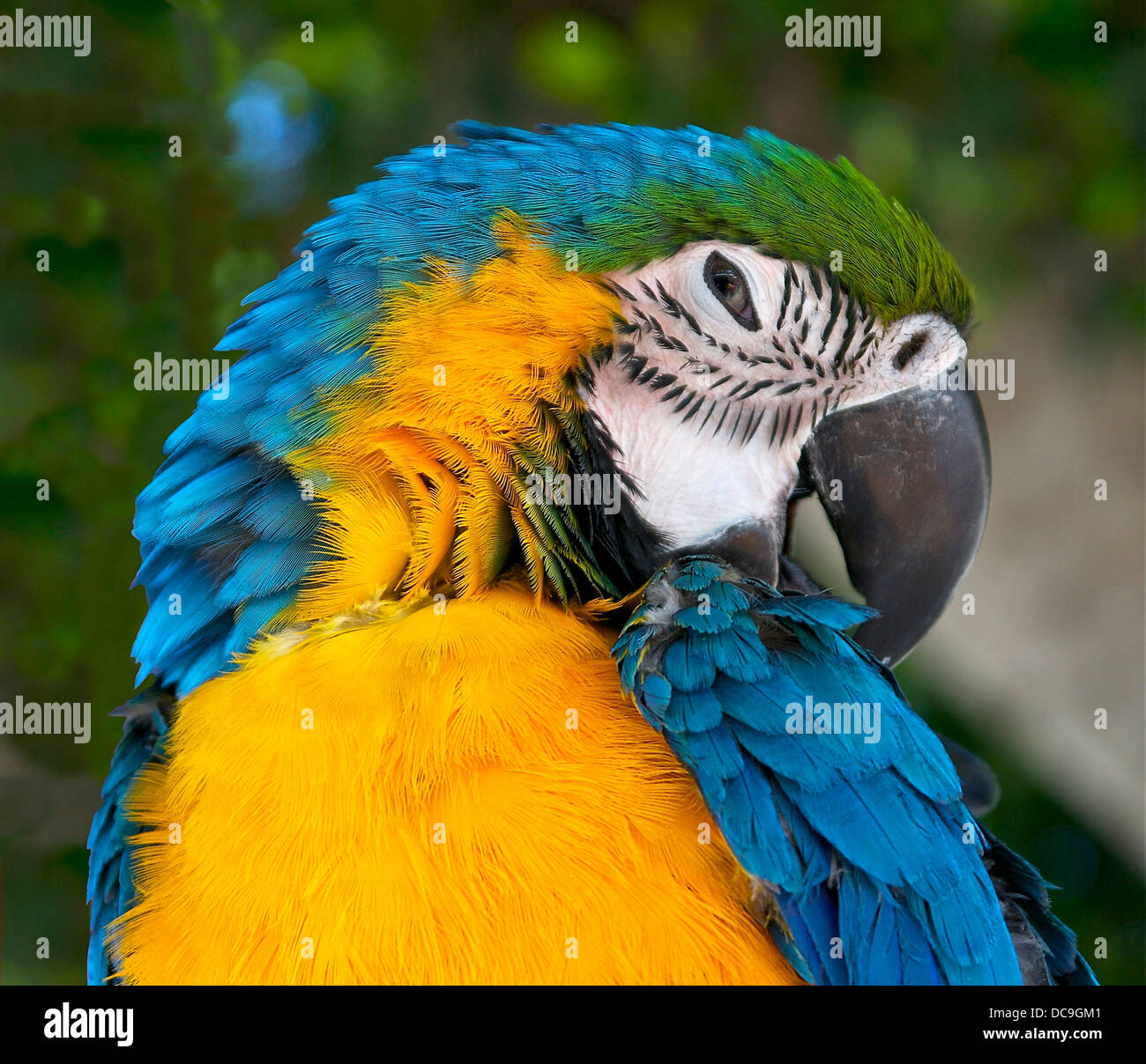 Testa di un Ara ararauna, blu e giallo parrot. Foto Stock
