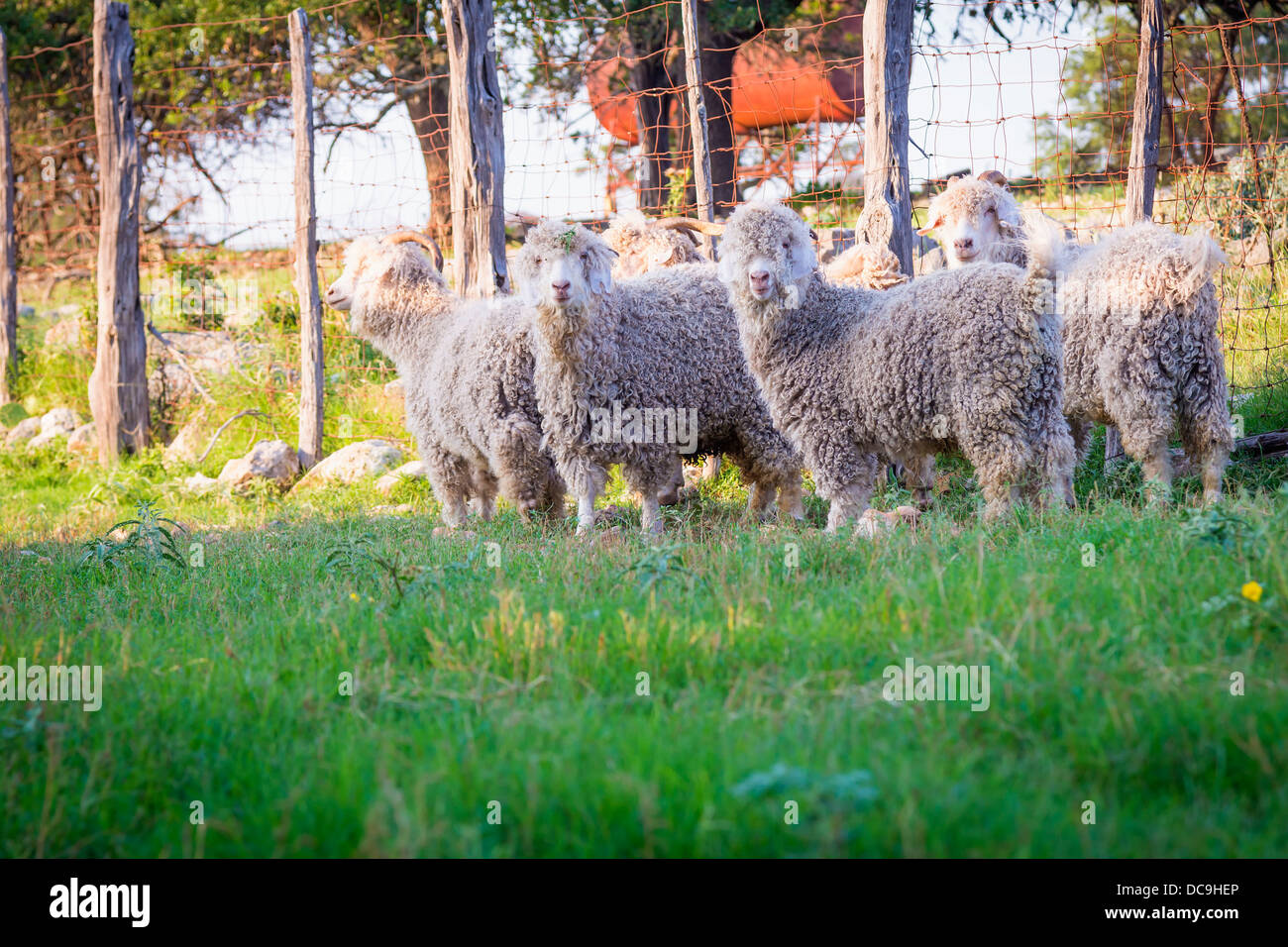 Capelli ricci capre sull allevamento di bestiame in Texas, Stati Uniti d'America Foto Stock