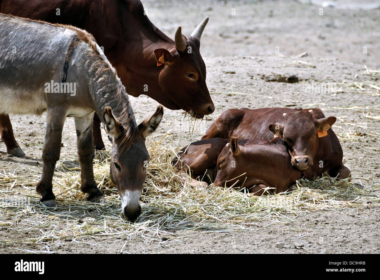 Due veals con una mucca e un asino durante l'ora di pranzo. L'Aitana Safari Park, Spagna Foto Stock