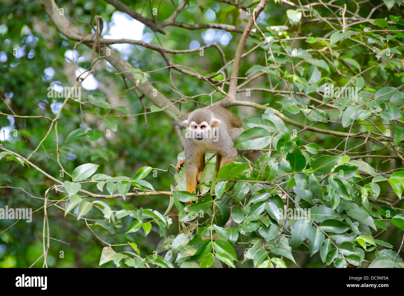 Territorio Francese d'oltremare, Guiana francese, salvezza isole, Ile Royale. Wild Scimmia di scoiattolo (Saimiri sciureus) nella struttura ad albero. Foto Stock
