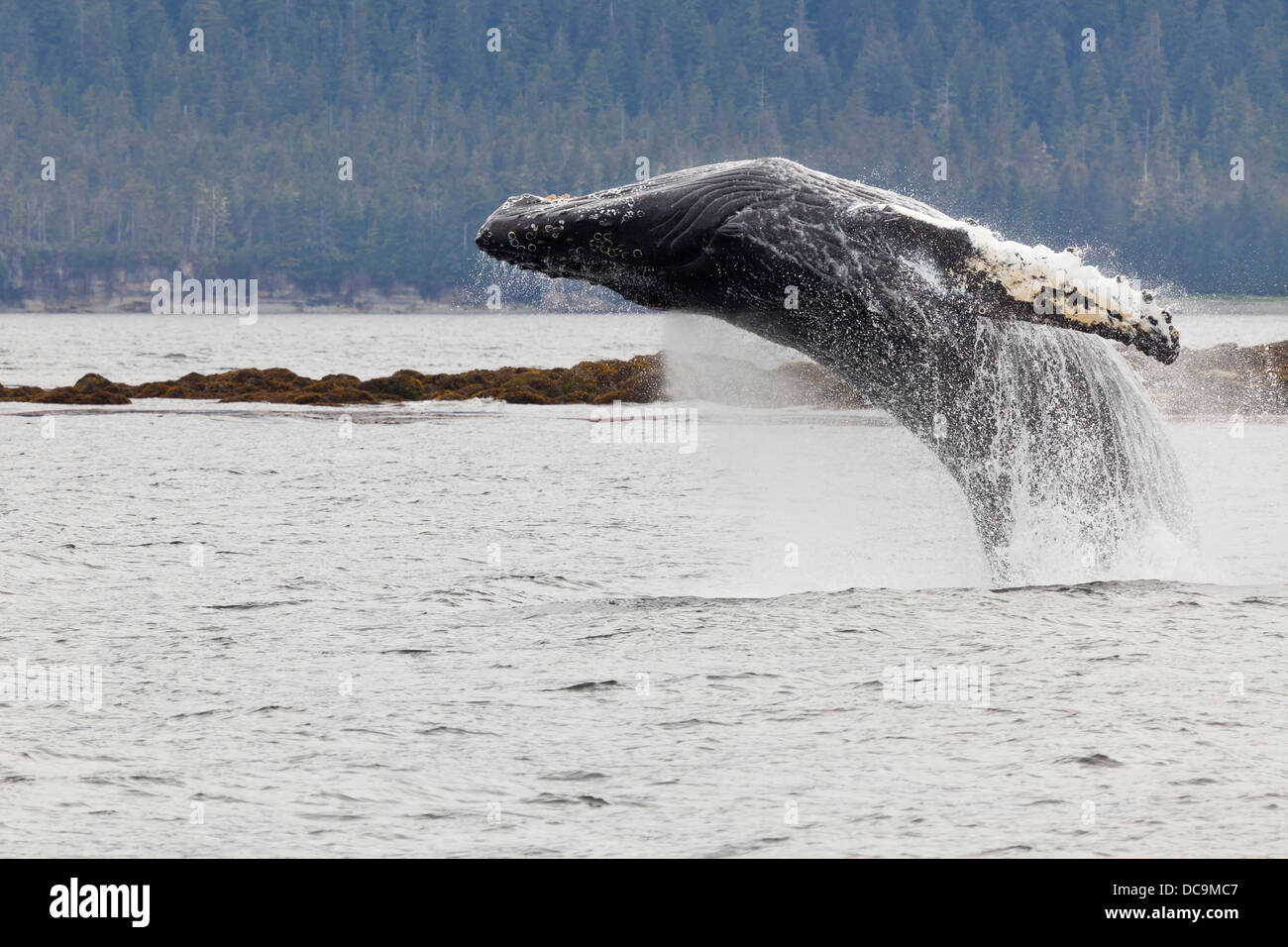 Stati Uniti d'America, Alaska, Federico Suono. Humpback Whale balzi in avanti al di fuori dell'acqua. Foto Stock