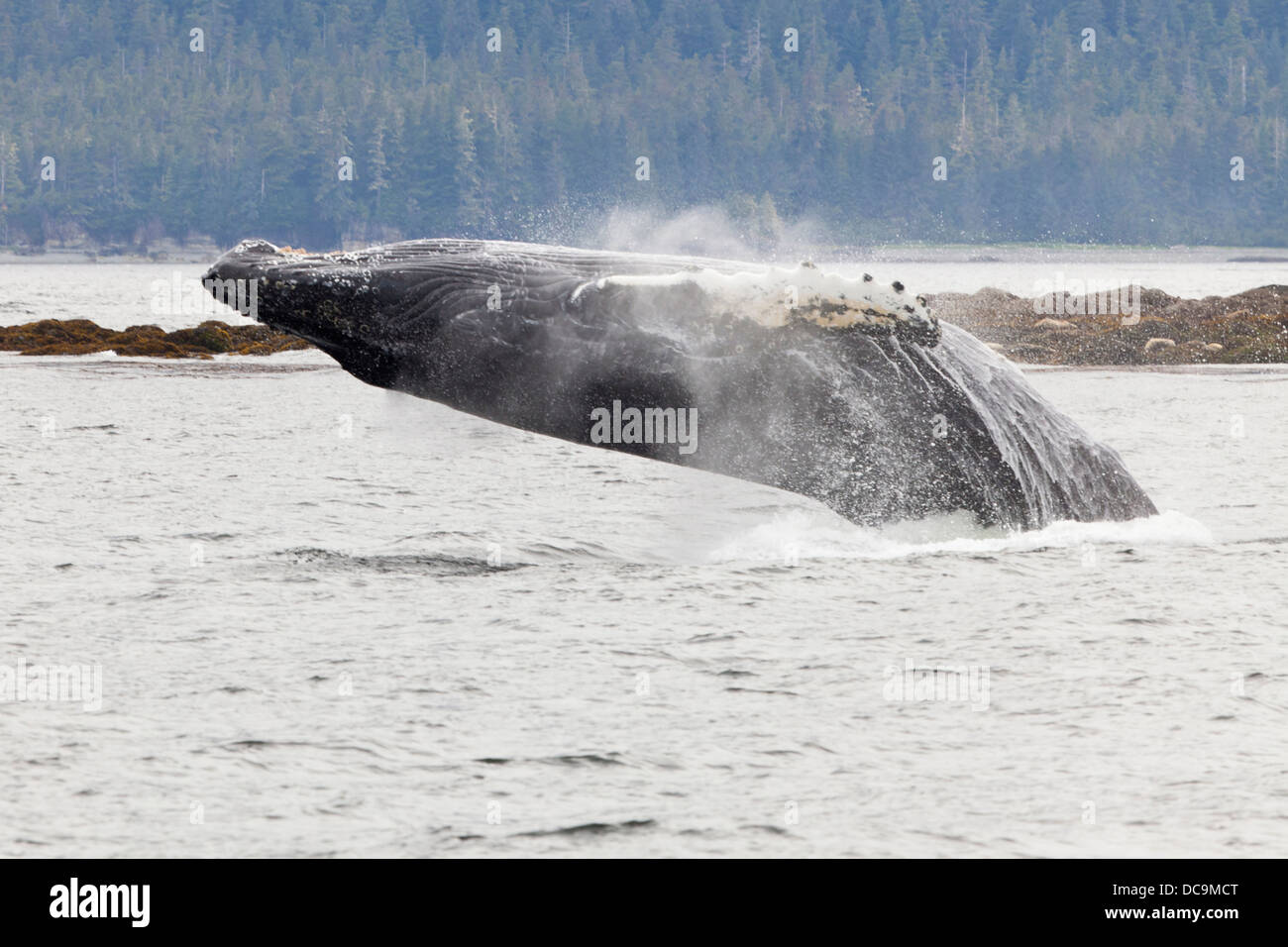 Stati Uniti d'America, Alaska, Federico Suono. Humpback Whale cadere in acqua dopo il busto. Foto Stock