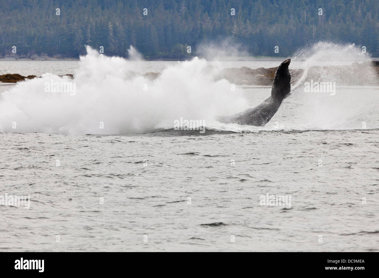 Stati Uniti d'America, Alaska, Federico Suono. Humpback Whale scende in acqua dopo il busto. Foto Stock