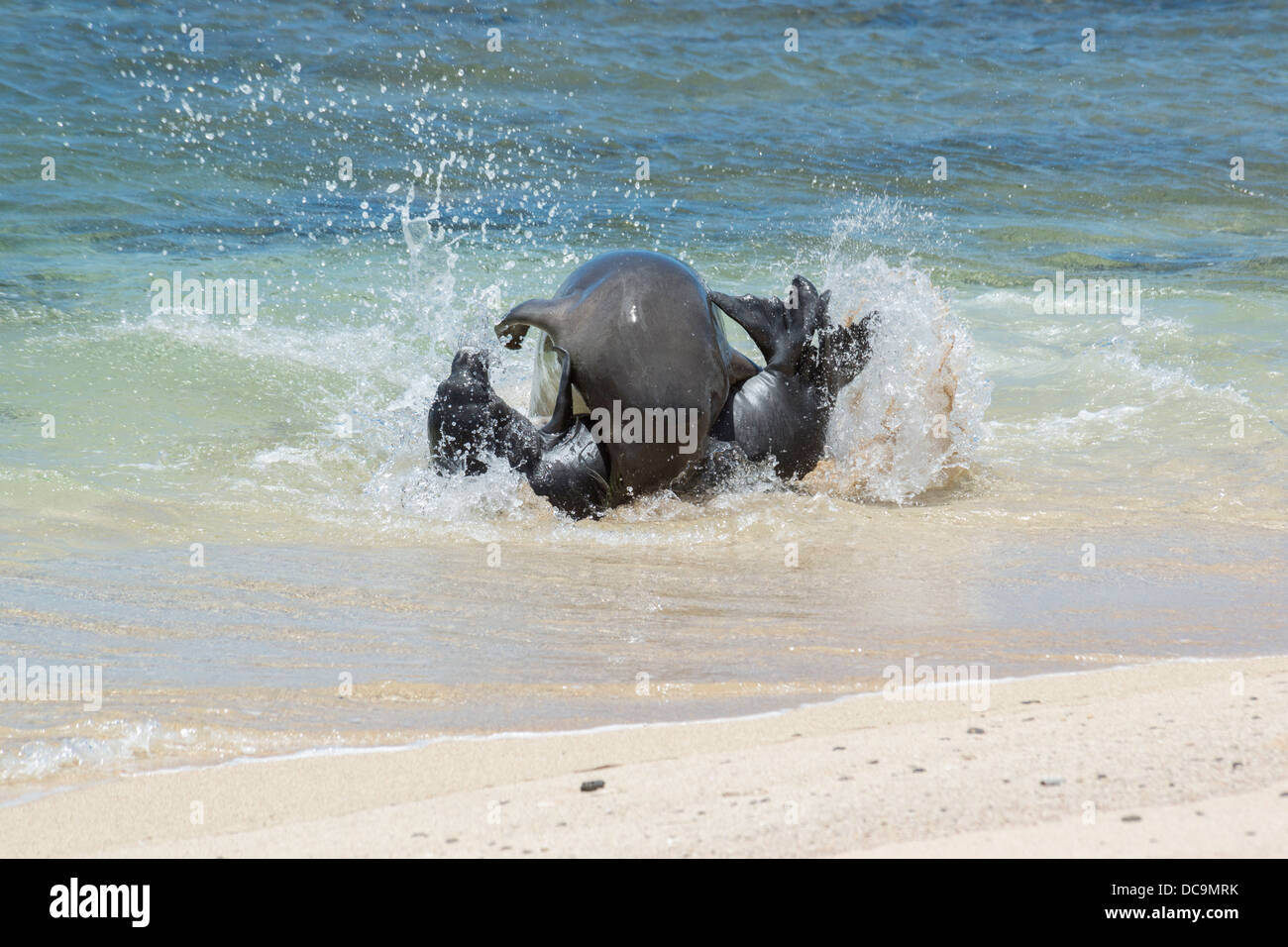 Hawaiian foca monaca, Monachus schauinslandi (specie gravemente minacciate specie endemiche), aggressivi attacchi maschio cucciolo, Molokai, Hawaii Foto Stock
