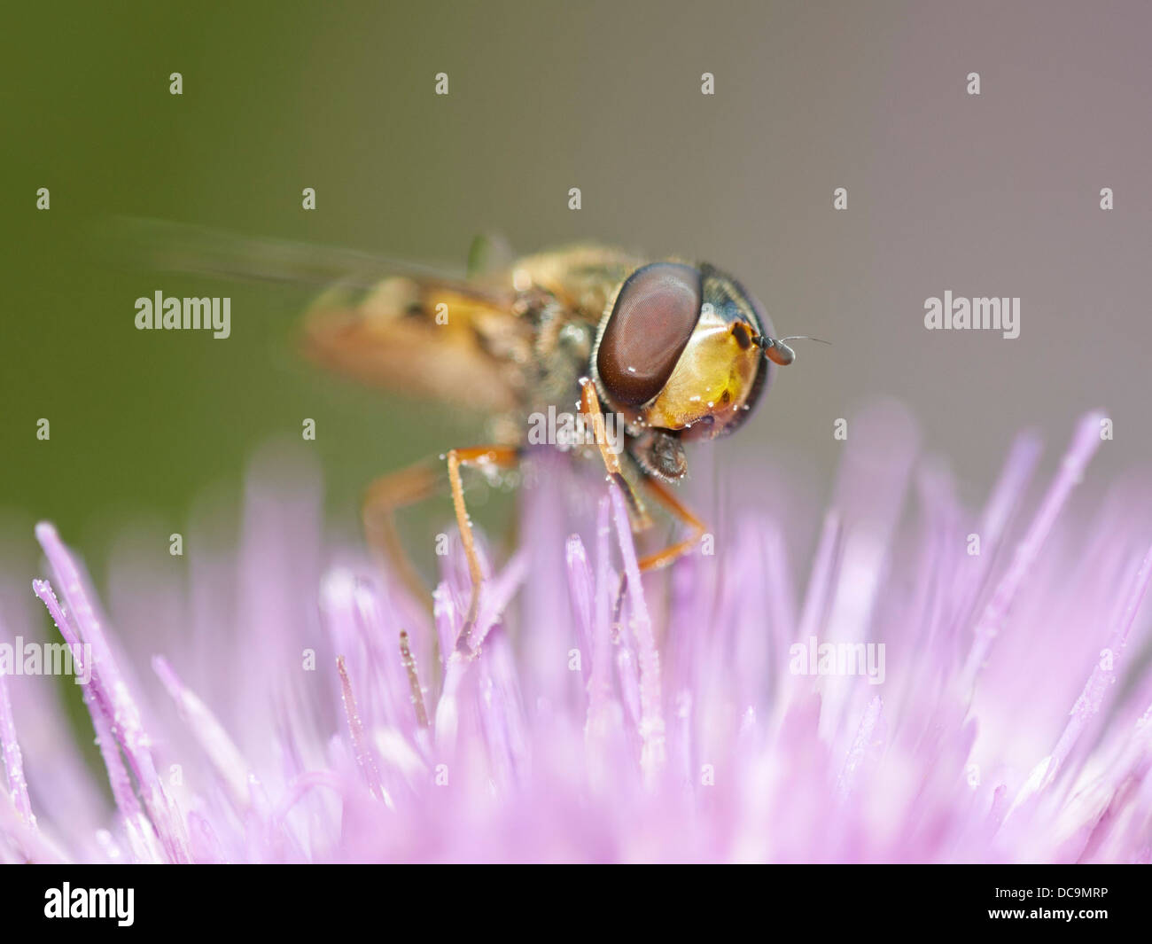 Specie Hoverfly alimentazione su Thistle Foto Stock