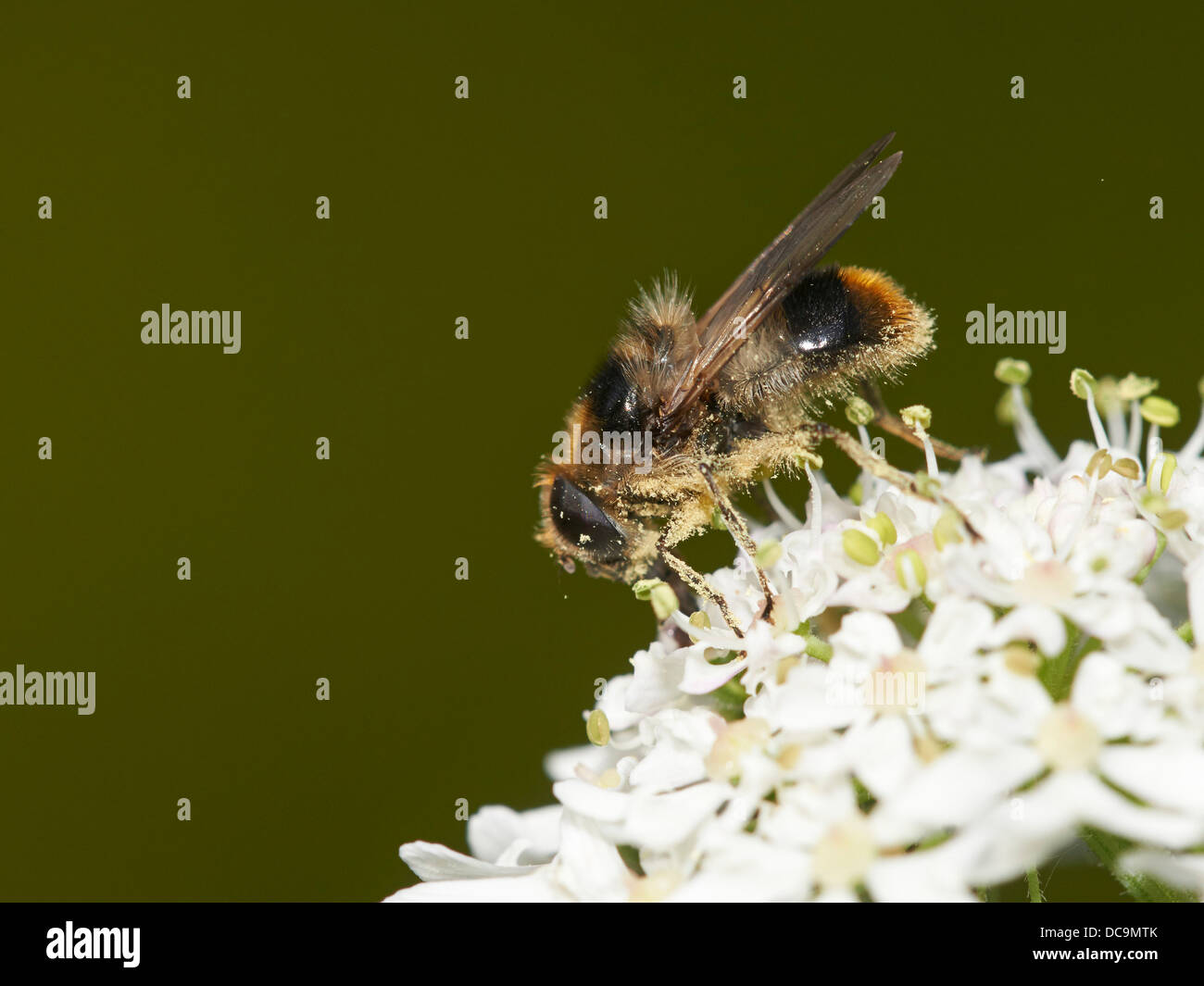 Bumblebee mimare Hoverfly alimentare su nectar Foto Stock