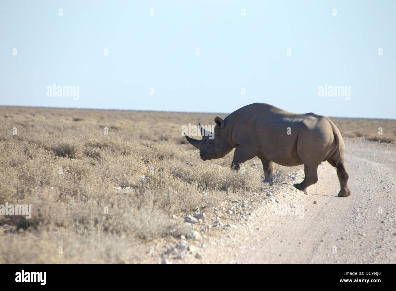Rinoceronte nero attraversa una strada nel Parco Nazionale Etosha Foto Stock