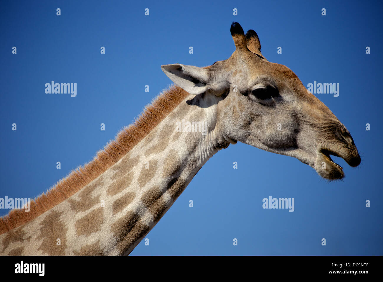 Giraffa con bocca aperta Foto Stock