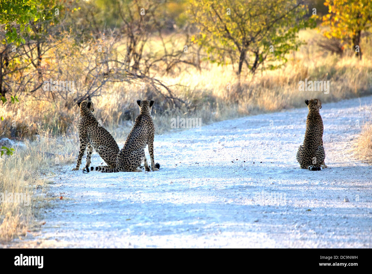 Una femmina di ghepardo con due cresciuti cubs Foto Stock