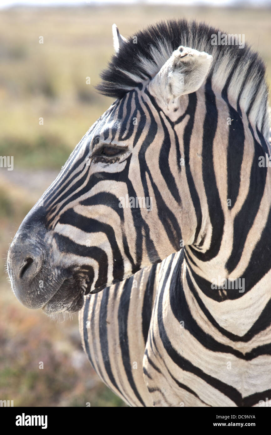 La bellezza di una zebra Foto Stock