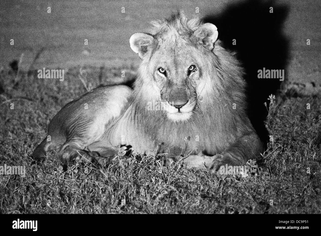 Feriti lion pone durante il riposo Foto Stock