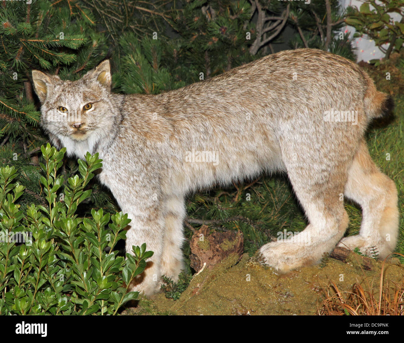 Pericoloso Lynx di montagna con sguardo di diffidenza nei boschi Foto Stock