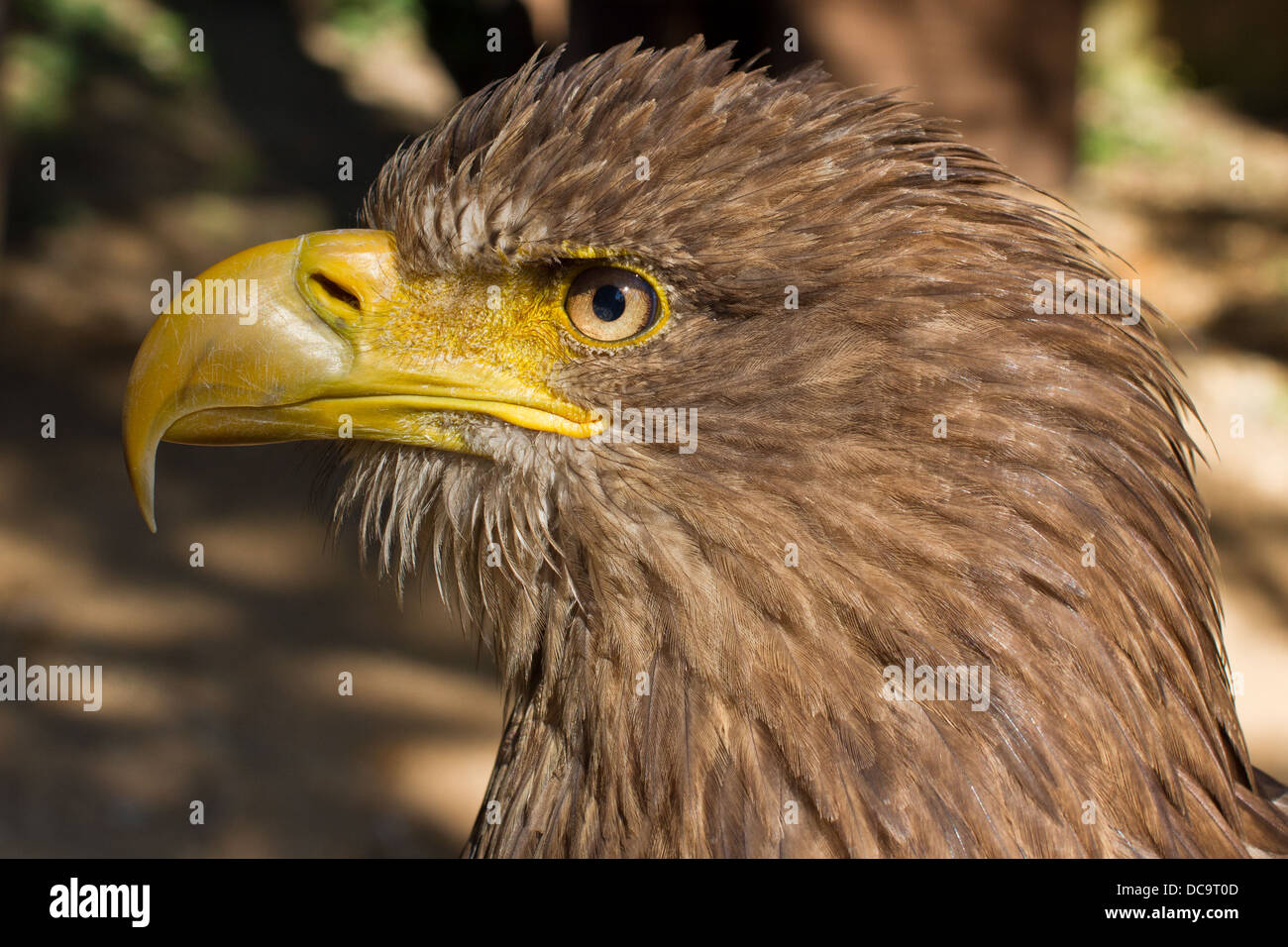 Ritratto di Eagle, Zoo di Pilsen, Canon EOS 7D, Sigma AF 50mm f/1,4 EX DG HSM Foto Stock