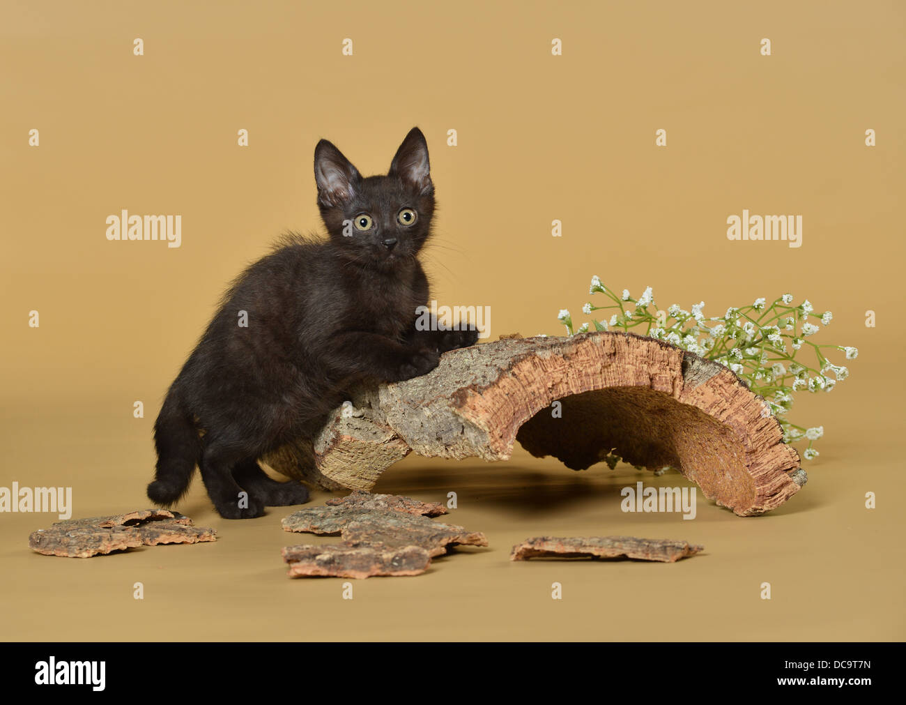 gatto Foto Stock