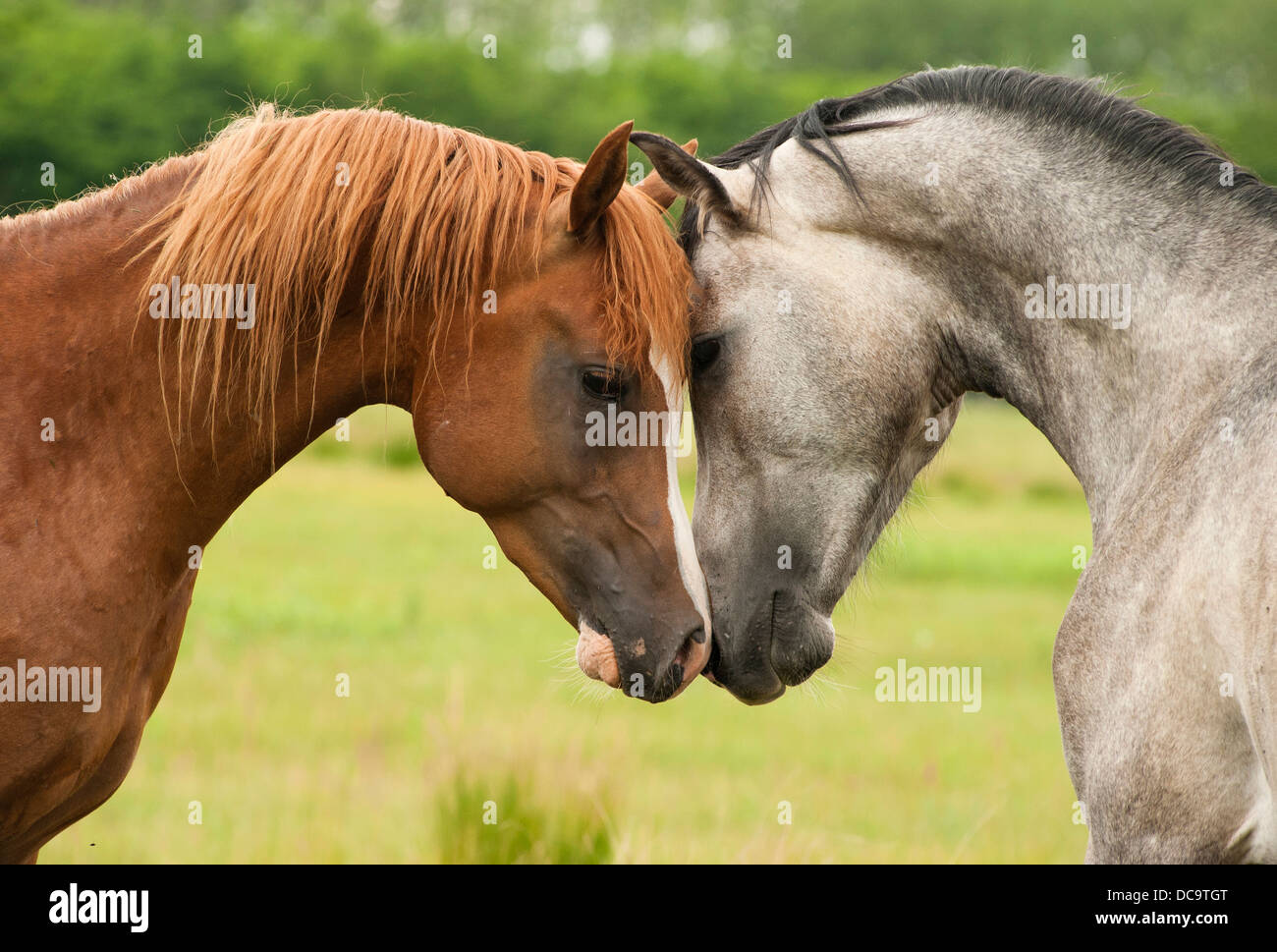 colt, cavallo, fattoria, mammifero, animale, natura, mare, foal, stallone, marrone, velocità, pascolo, bello, gara, equestre, veloce, equino, galoppo, correre, giovane, Foto Stock