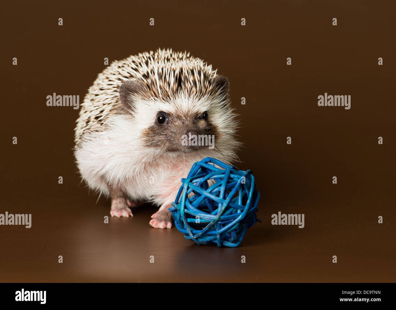 hedgehog, studio, fauna selvatica, carino, piccolo, selvatico, roditore, animale, bianco, isolato, mammifero, colpo, animale domestico, giovane, setole, protezione, adorabile, marrone, prickl Foto Stock