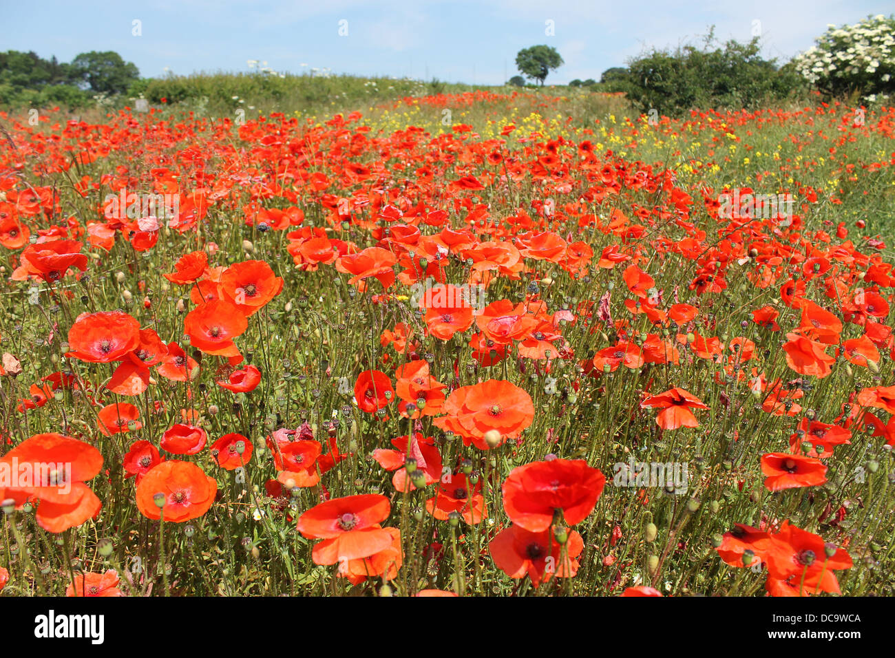 Campo di colore rosso brillante fiori di papavero rientranti nella distanza. Foto Stock