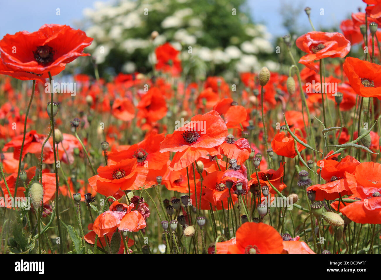 Sullo sfondo di un bel rosso papavero fiori in Bloom, estate scena. Foto Stock