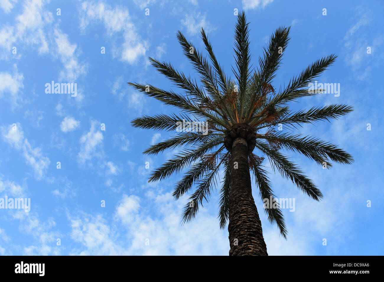 Stagliano tropical Palm tree con cielo blu e cloudscape sfondo. Foto Stock