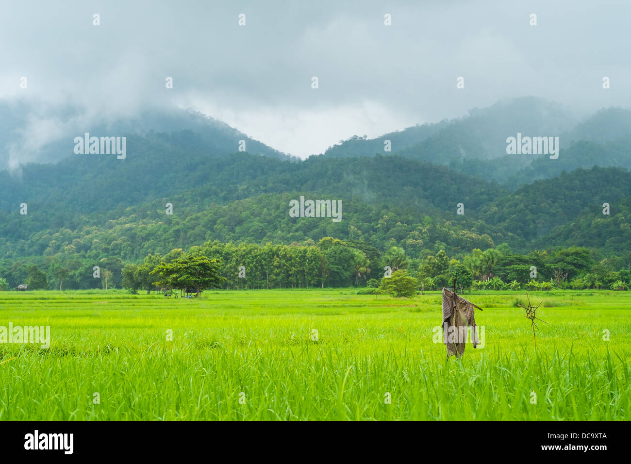 Paesaggio della fattoria di riso in Thailandia nel giorno di pioggia Foto Stock