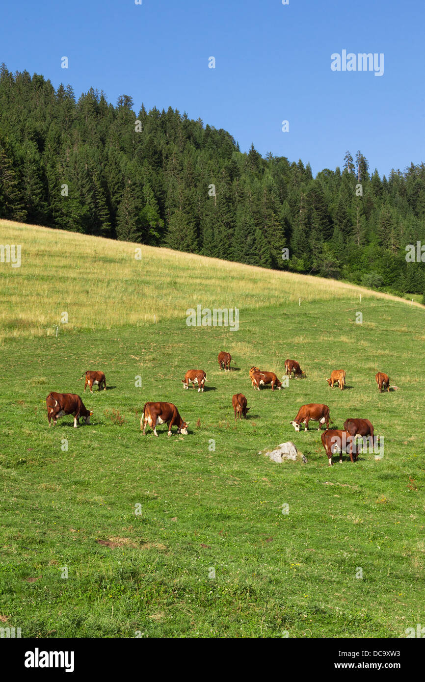 Vacche indossando le campane sono il pascolo in un bellissimo prato verde nelle alpi Foto Stock