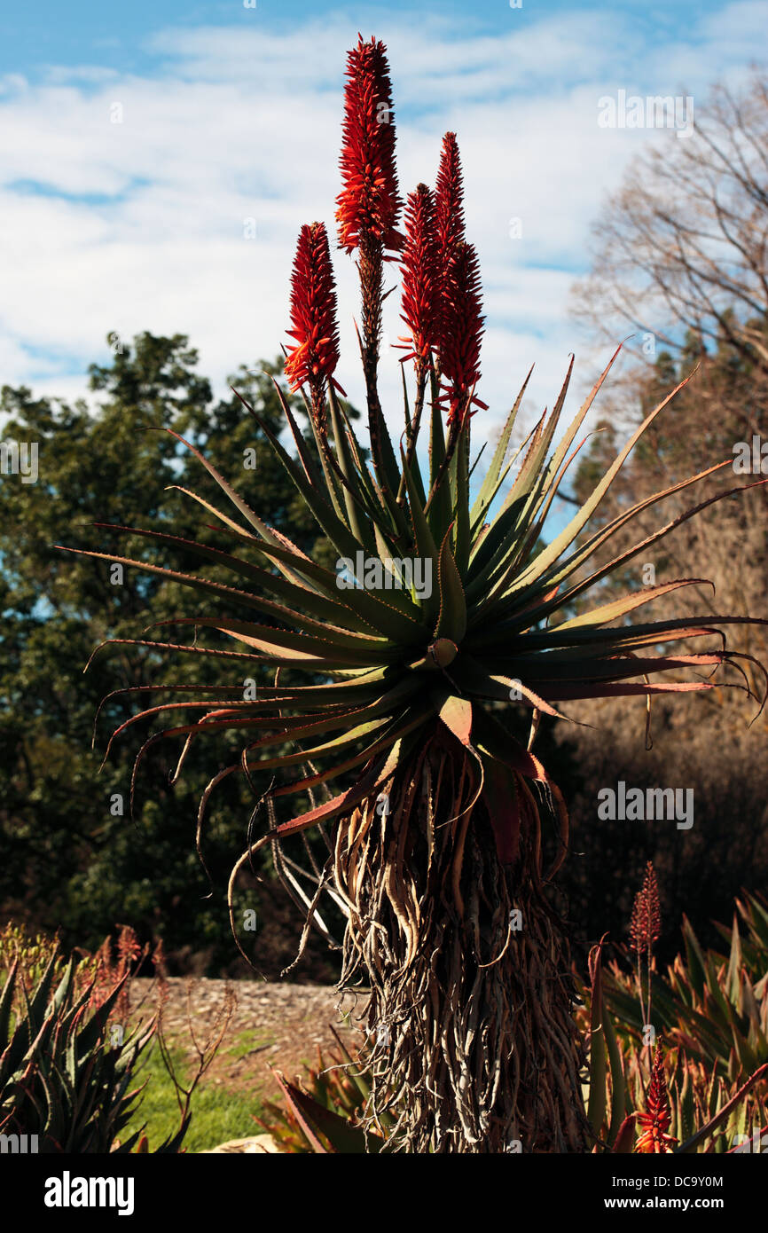 Cape Aloe / Aloe amaro / Rosso Aloe / Tap Aloe - Aloe ferox - famiglia Asphodelaceae Foto Stock
