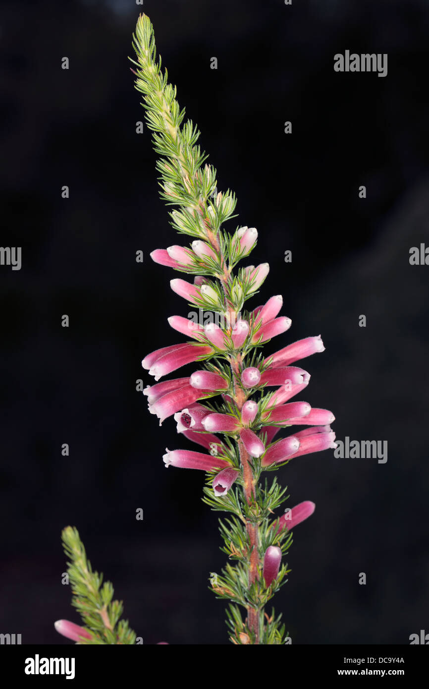 Close-up di fiori di testa di Ruby Glow Heath / Ruby Glow Inverno Heath- Erica carnea - Famiglia Ericaceae Foto Stock