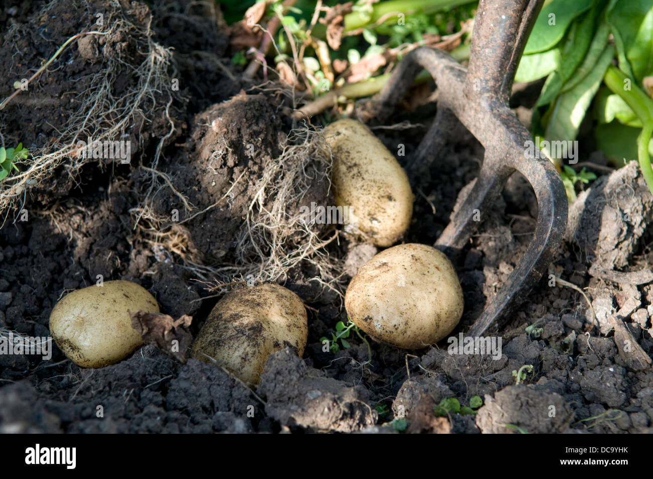 Ampio giardino forcella essendo utilizzati per scavare fino alle patate di primizia, preso in giardino in Bristol Foto Stock
